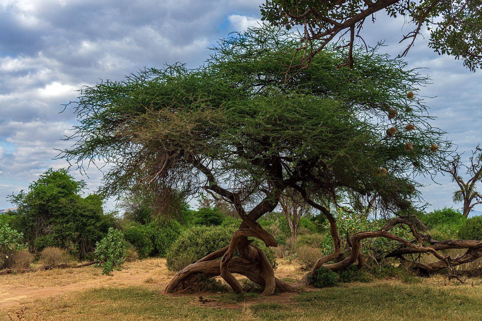 The Special Five — Samburu